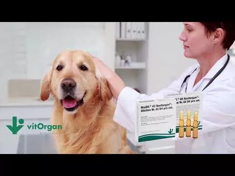 Videó erről NeyDIL® No. 68 Revitorgan® D4 pro vet.Ampullák, 5X2 ml