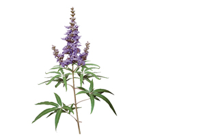 AGNUSFEMINA 4 mg filmtabletta, 60 db