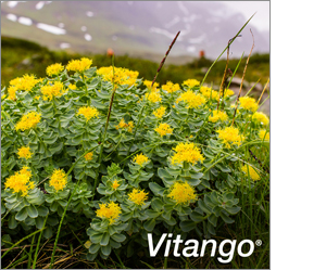 VITANGO Filmtabletta, 30 db