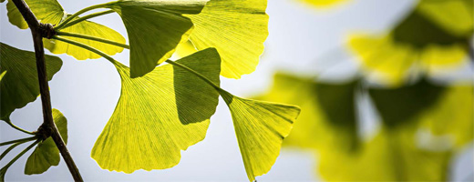 GINKGO BILOBA-1A Pharma 120 mg filmtabletta, 60 kapszula, 60 db