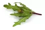 Instructions for use for GASTEO Csepp gyomor-bélrendszeri panaszokra, 20 ml - 6