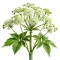 Instructions for use for GASTEO Csepp gyomor-bélrendszeri panaszokra, 20 ml - 7
