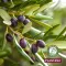 Plantana Olive testápoló krém E vitaminnal, 500 ml